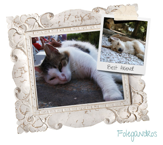 folegandros cats