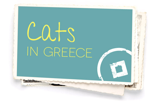 Cats in Greece