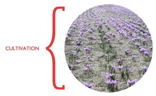 saffron_cultivation