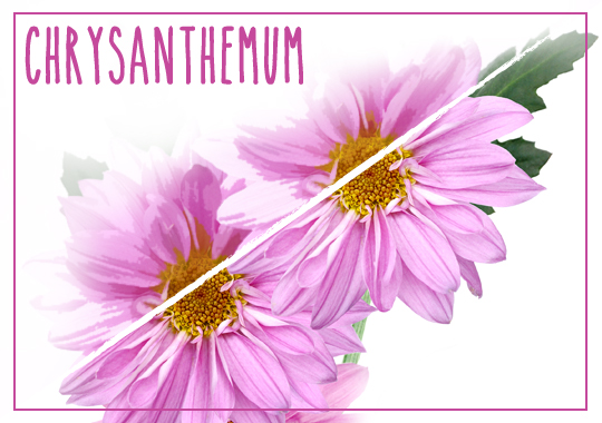 chrysanthemum