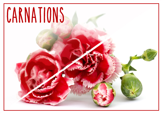 carnations