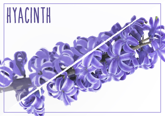 hyacinth