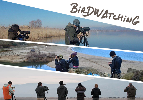 birdwatching in Greece