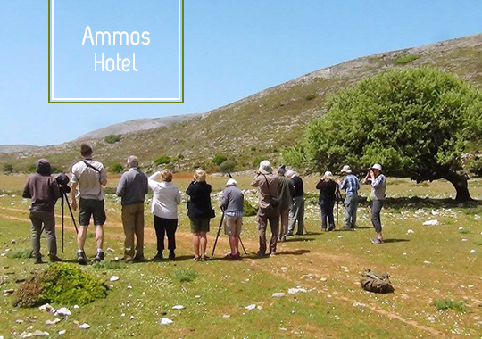 Ammos Hotel