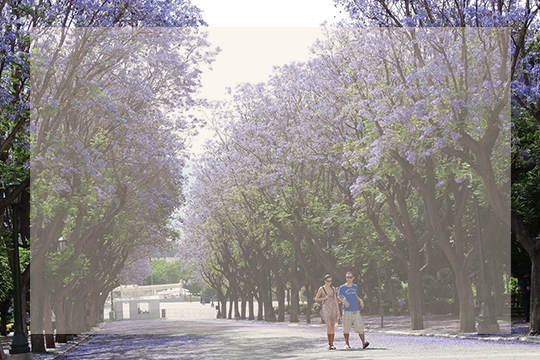 oasis in athens