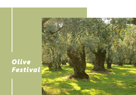 04.Olive_Festival