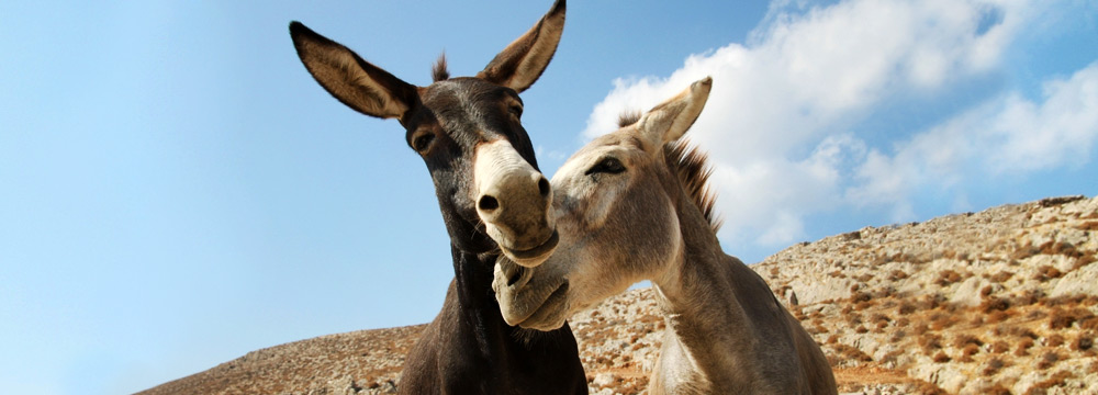 Donkeys, Folegandros