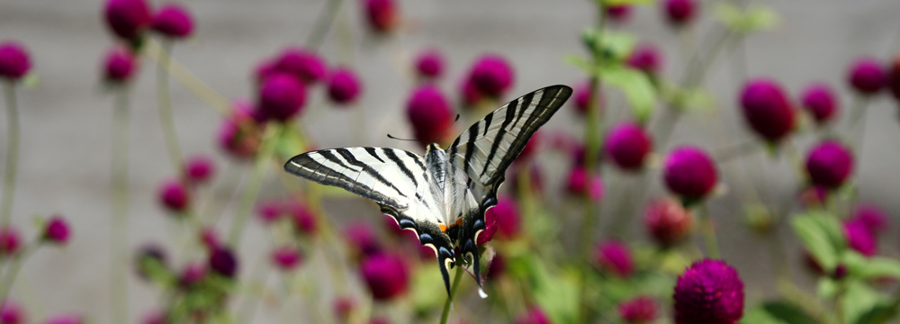 Valley of Butterflies